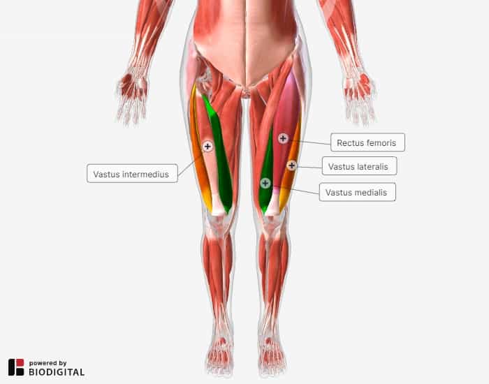 Quadriceps anatomy - vastus medialis