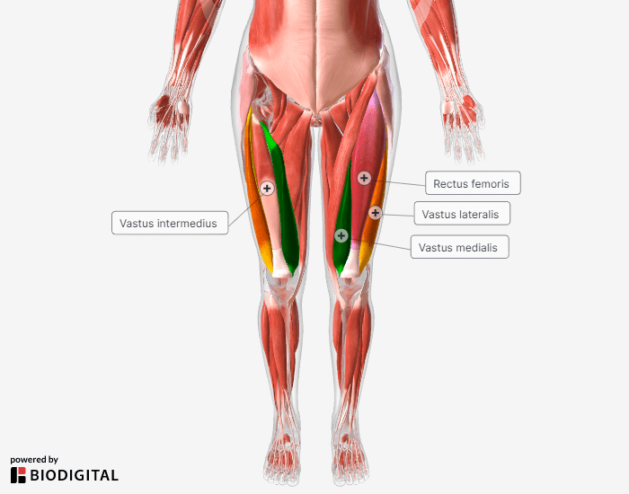 VMO muscle anatomy