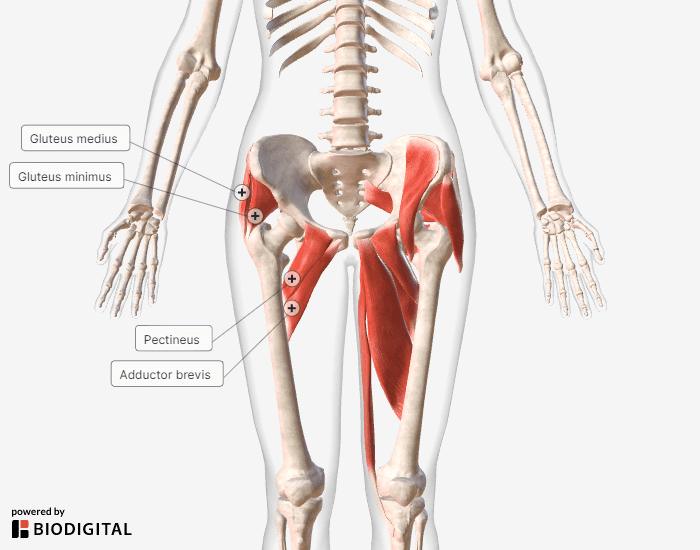 areas to focus on when doing the exercises - hip internal rotation anatomy