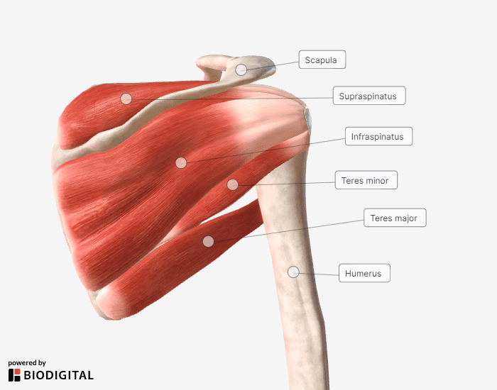 supraspinatus shoulder anatomy