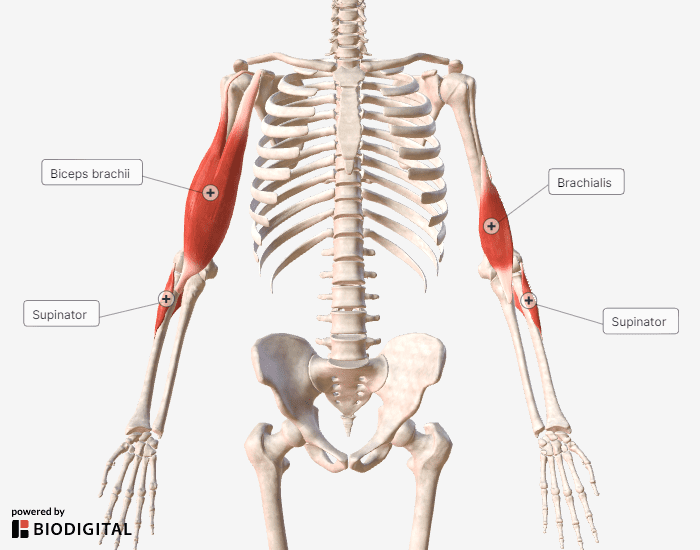 upper limb muscles anatomy