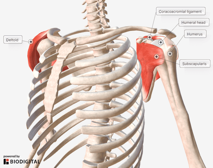 M subscapularis discount