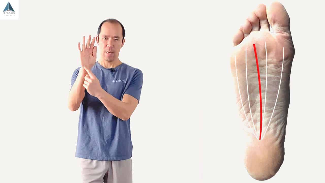 active arch of the foot