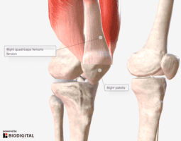 6 Simple Rectus Femoris Exercises for Tight Quads - Precision Movement