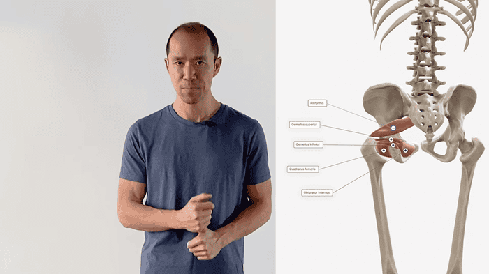 deep hip extensors anatomy