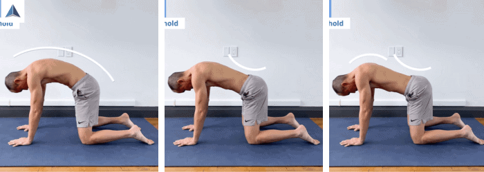 Multifidus Activator