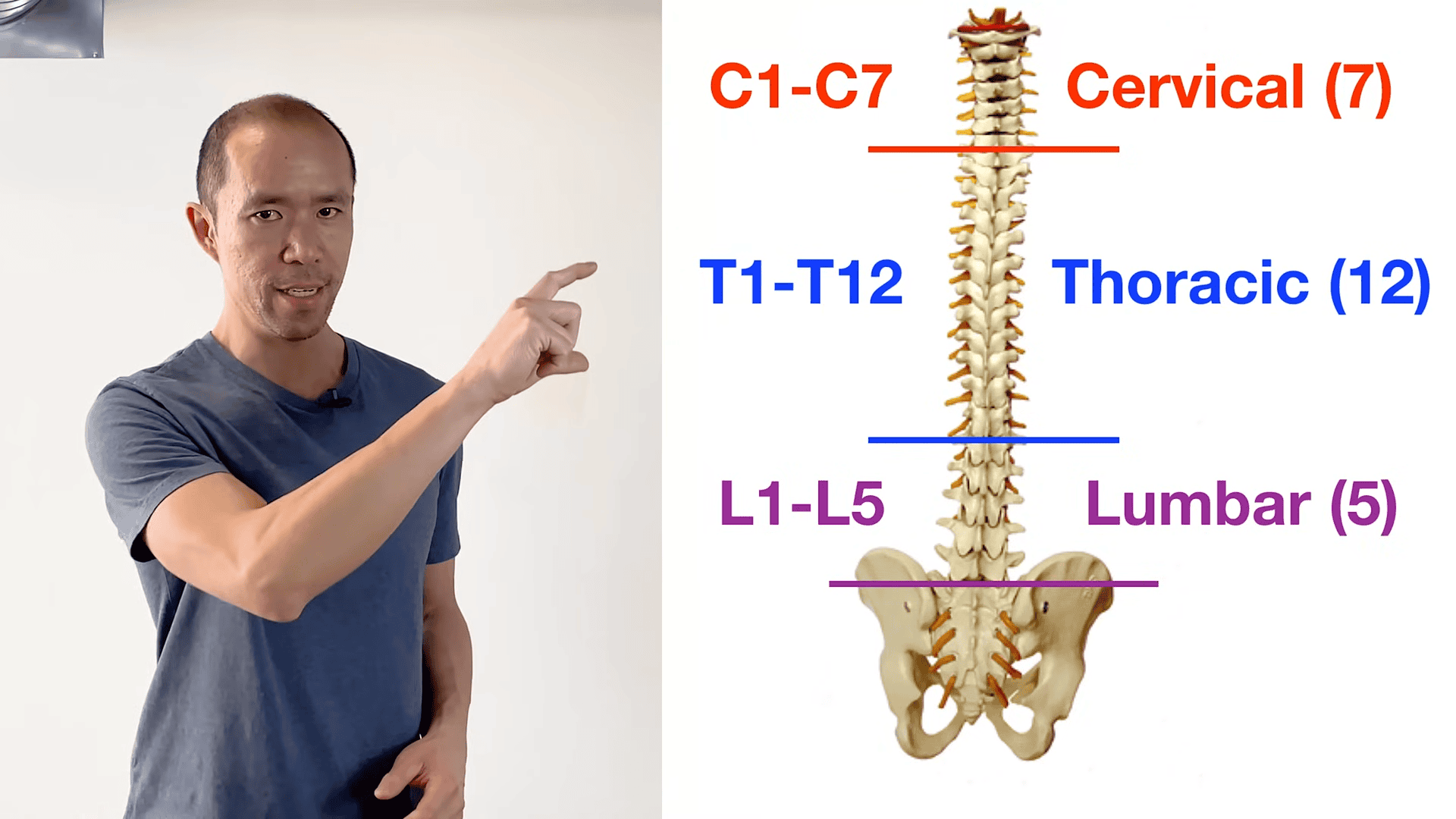 spine anatomy