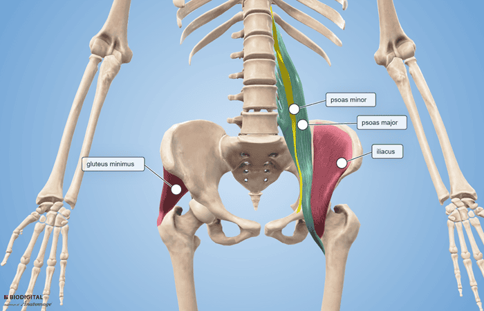 psoas gluteus minimus anatomy